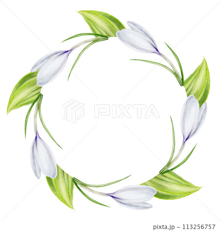 クロッカスの水彩画（フレーム付き） クロッカスの水彩画（フレーム