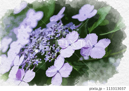 花 ガクアジサイ 水彩 梅雨のイラスト素材 - PIXTA