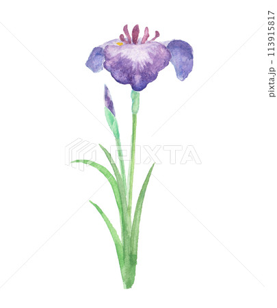 水彩画「菖蒲と水草」 水彩画「菖蒲と水草」 水彩画「菖蒲と水草」