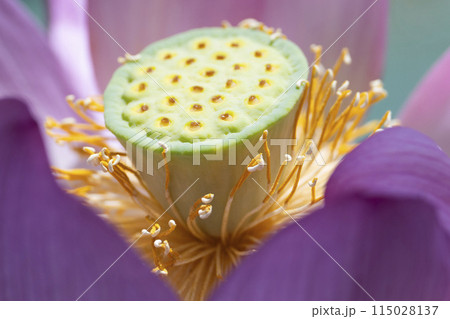 蓮の花托の写真素材 - PIXTA