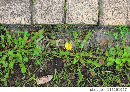 たんぽぽ 植物 花 シロツメクサの写真素材 - PIXTA
