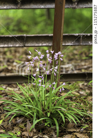釣鐘水仙 紫色 花の写真素材 - PIXTA