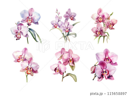 蘭 花 水彩画 水彩のイラスト素材 - PIXTA
