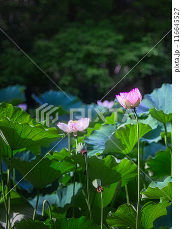 水生の植物たち（坂田ヶ池・3） : 妖精からの贈物