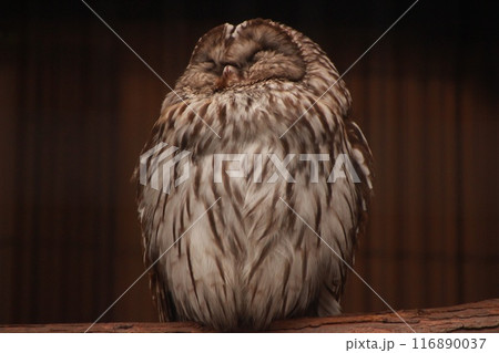 3羽のフクロウの写真素材 - PIXTA