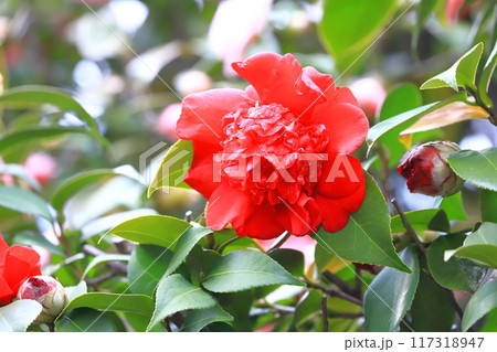 八重咲きの赤いツバキの写真素材 - PIXTA