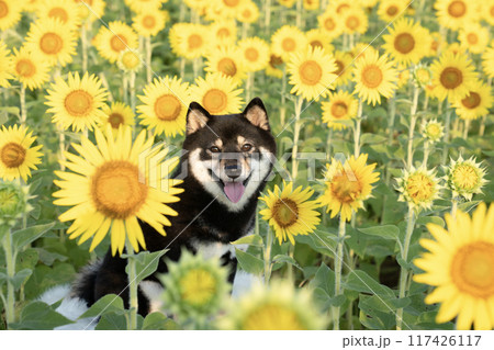 柴犬ひまわりの写真素材 - PIXTA