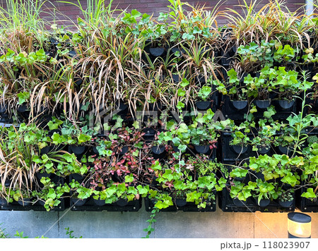 素敵なグリーンウォールのイメージ