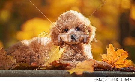 動物 犬 秋 紅葉のイラスト素材 - PIXTA