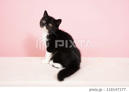 見返り猫の写真素材 - PIXTA