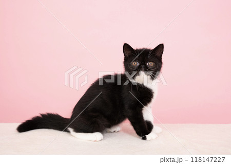 見返り美人猫の写真素材 - PIXTA