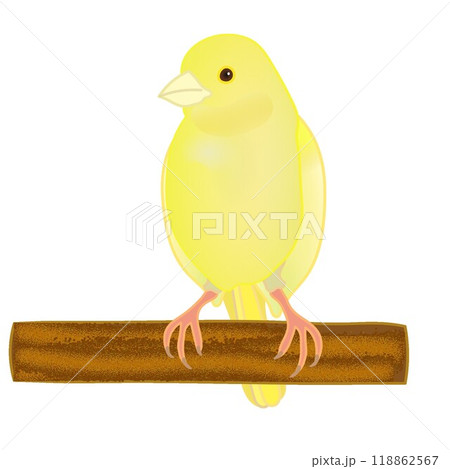 鳥 カナリア かわいい イラストのイラスト素材 - PIXTA