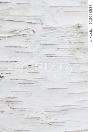 白樺の皮の写真素材 - PIXTA