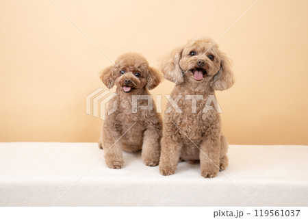 トイプードル 犬 座る お座りの写真素材 - PIXTA