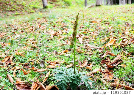 寒ワラビ カンワラビの写真素材 - PIXTA