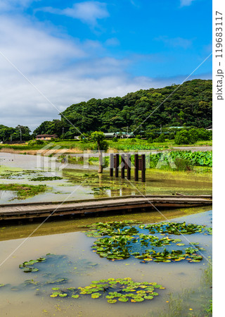 蓮の葉 自然 旅行 景色の写真素材 - PIXTA