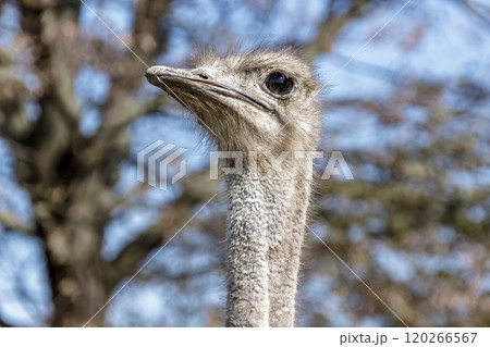 ダチョウ 鳥類 鳥 駝鳥の写真素材 - PIXTA