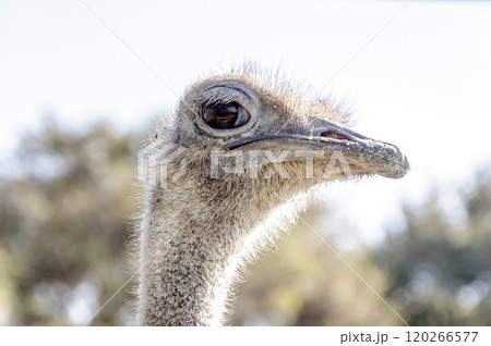 ダチョウ 鳥類 鳥 駝鳥の写真素材 - PIXTA
