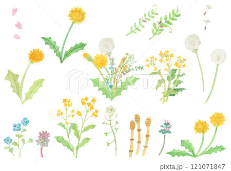 オオイヌノフグリの花のイラスト素材 - PIXTA