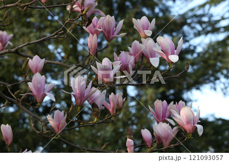 22ページ目 | ハスの葉の写真素材 - PIXTA
