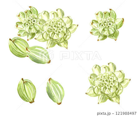 蕗の薹 水墨画 春 山菜のイラスト素材 - PIXTA