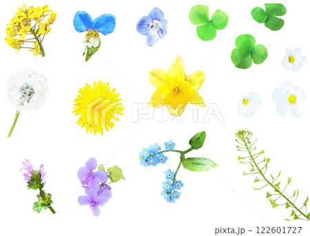 花 雑草 ナズナ オオイヌノフグリの写真素材 - PIXTA