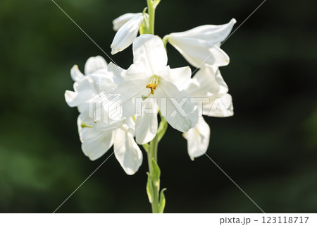 マドンナリリー マドンナリリー・無農薬9cmポット苗 | ハーブ苗の通販 無農薬・安心の