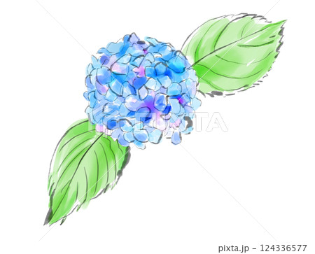 アジサイ あじさい 水墨画 紫陽花のイラスト素材 - PIXTA