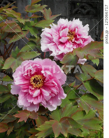 ボタン 牡丹 おしべ めしべ 雌しべの写真素材 - PIXTA ボタン 牡丹 おしべ めしべ 雌しべの写真素材 - PIXTA