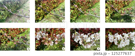 つぼみ開くの写真素材 - PIXTA