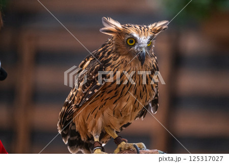 イケメン フクロウ 梟 ミミズクの写真素材 - PIXTA