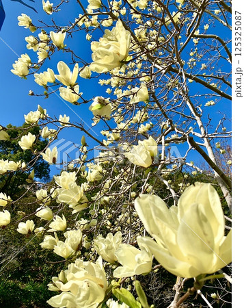 blue-skyページ　黄色木蓮 黄色のモクレンの写真素材 - PIXTA