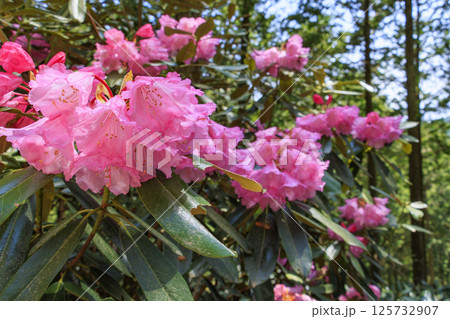 石楠花の写真素材 - PIXTA