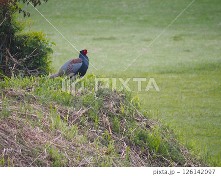 NO.288 飛翔する雉の置物 雄、雌 キジ 飛翔 オスキジ 雄雉の写真素材 - PIXTA