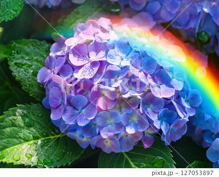 虹色 紫陽花 虹 花の写真素材 - PIXTA