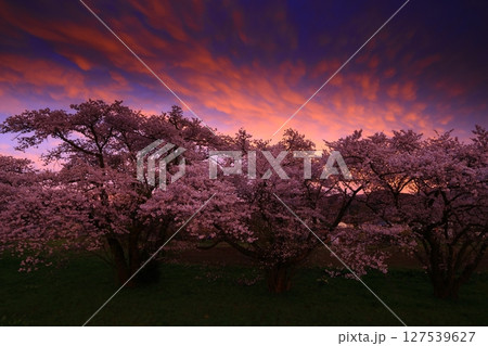 夕方桜 桜の木 夕日 桜 夕方の写真素材 - PIXTA