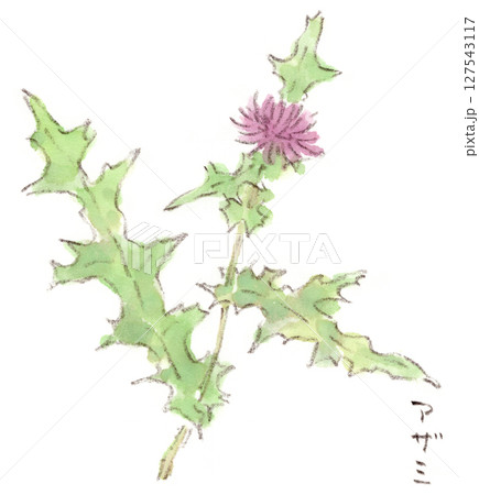 アザミのイラスト素材 - PIXTA