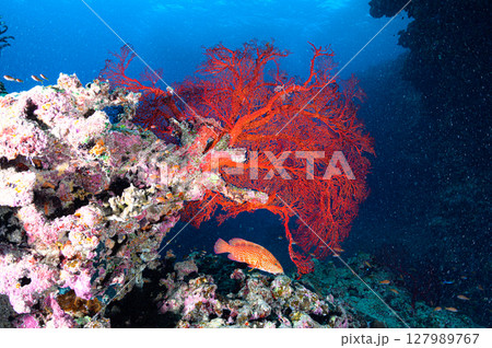 天然記念物リュウキュウイソバナ珊瑚 リュウキュウイソバナ