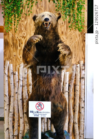 専用　アイヌ玉　羆　ヒグマ歯　根付　北海道　羆毛敷物 知床羆名簿 - YouTube