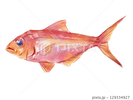 金目鯛 水彩画のイラスト素材 - PIXTA