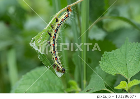 けむしの写真素材 - PIXTA