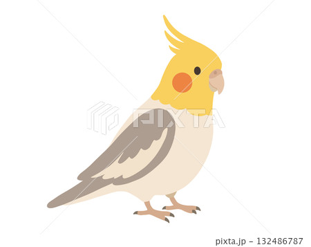 オカメインコのイラスト素材 - PIXTA