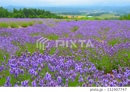 ラベンダー ラベンダー畑 風景 紫の写真素材 - PIXTA