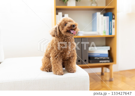 犬 トイプードル 座る おすわりの写真素材 - PIXTA