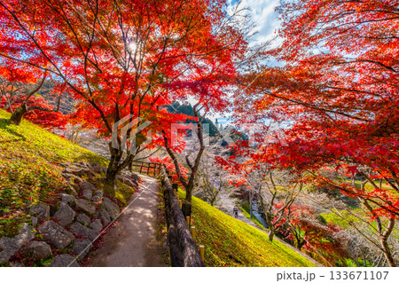 紅葉の写真素材(686,592点以上の高品質な写真素材) - PIXTA（ピクスタ）
