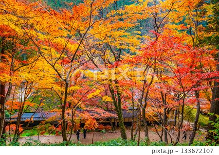 紅葉の写真素材(686,592点以上の高品質な写真素材) - PIXTA（ピクスタ）