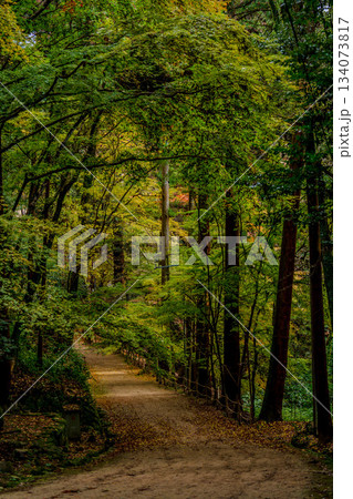 森の小道の写真素材 - PIXTA