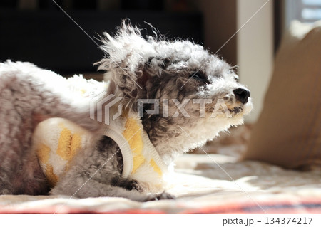 トイプードル 犬 寝るの写真素材 - PIXTA