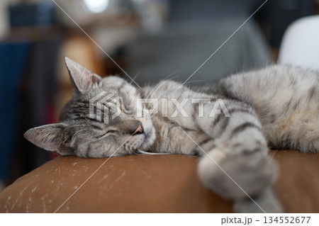 寝る 寝転がる サバトラ サバトラ猫の写真素材 - PIXTA