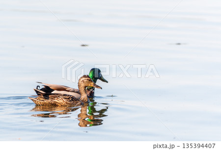 鴨二羽の写真素材 - PIXTA